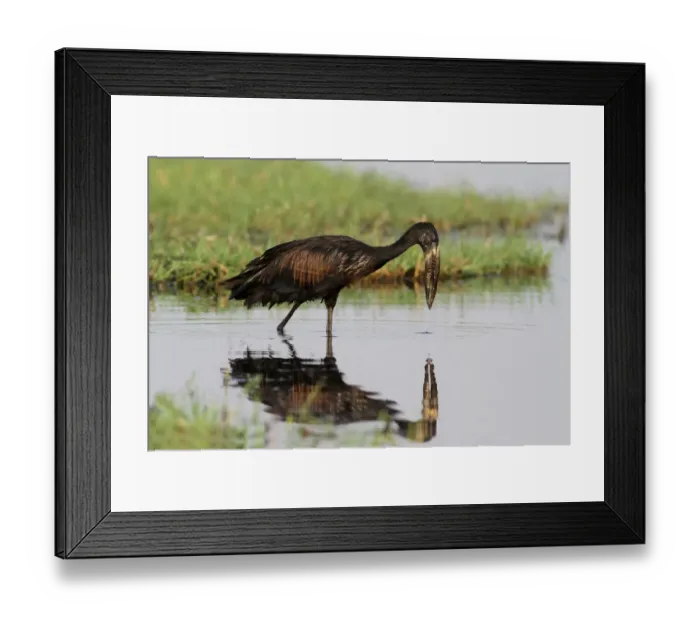 Framed Print : African Open-billed Stork (Anastomus lamelligerus) adult, foraging in wetland, Chobe N. P. Botswana Framed Print : African Open-billed Stork (Anastomus lamelligerus) adult, foraging in wetland, Chobe N. P. Botswana