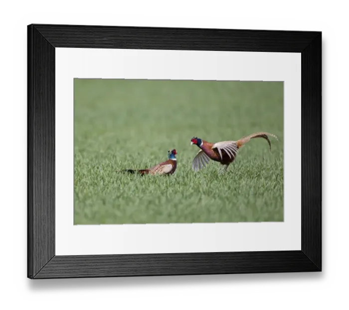 Framed Print : Common Pheasant (Phasianus colchicus) two adult males, fighting in field, Suffolk, England, april