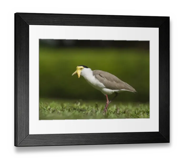 Framed Print : Masked Lapwing (Vanellus miles) adult, walking on short grass, Cairns, Queensland, Australia Framed Print : Masked Lapwing (Vanellus miles) adult, walking on short grass, Cairns, Queensland, Australia