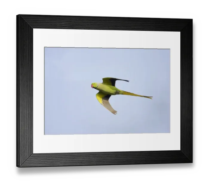 Framed Print : Rose-ringed Parakeet (Psittacula krameri) adult male, in flight, Keoladeo Ghana N. P. (Bharatpur), Rajasthan, India Framed Print : Rose-ringed Parakeet (Psittacula krameri) adult male, in flight, Keoladeo Ghana N. P. (Bharatpur), Rajasthan, India