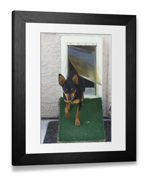 Framed Print : Domestic Dog, Chihuahua, adult, using dog flap, walking down ramp Framed Print : Domestic Dog, Chihuahua, adult, using dog flap, walking down ramp