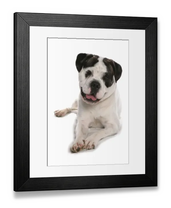 Framed Print : Domestic Dog, Old English Bulldog, adult, laying Framed Print : Domestic Dog, Old English Bulldog, adult, laying