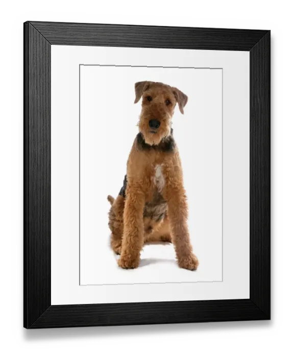 Framed Print : Domestic Dog, Airedale Terrier, adult male, sitting