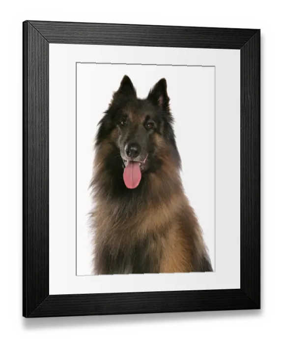 Framed Print : Domestic Dog, Tervueren, Belgian Shepherd Dog, adult, panting, close-up of head