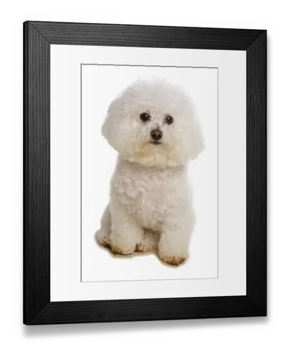 Framed Print : Domestic Dog, Bichon Frise, adult, sitting Framed Print : Domestic Dog, Bichon Frise, adult, sitting
