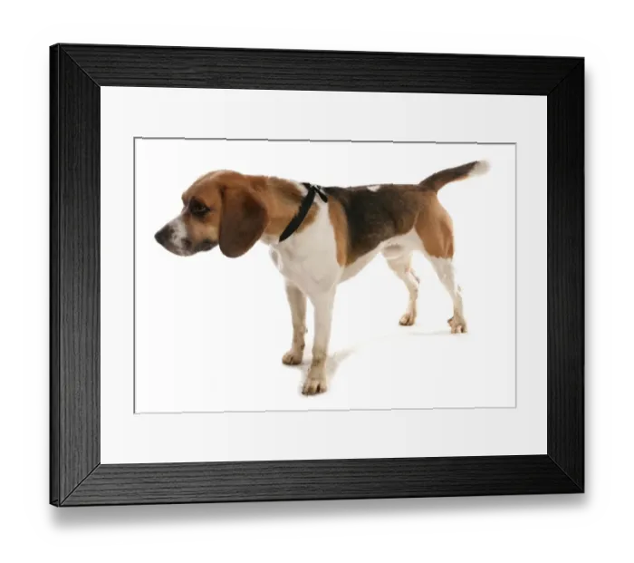 Framed Print : Domestic Dog, Beagle, adult male, with collar, standing Framed Print : Domestic Dog, Beagle, adult male, with collar, standing