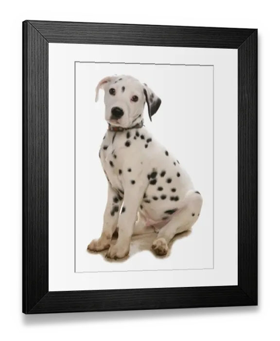 Framed Print : Domestic Dog, Dalmatian, puppy, with collar, sitting Framed Print : Domestic Dog, Dalmatian, puppy, with collar, sitting