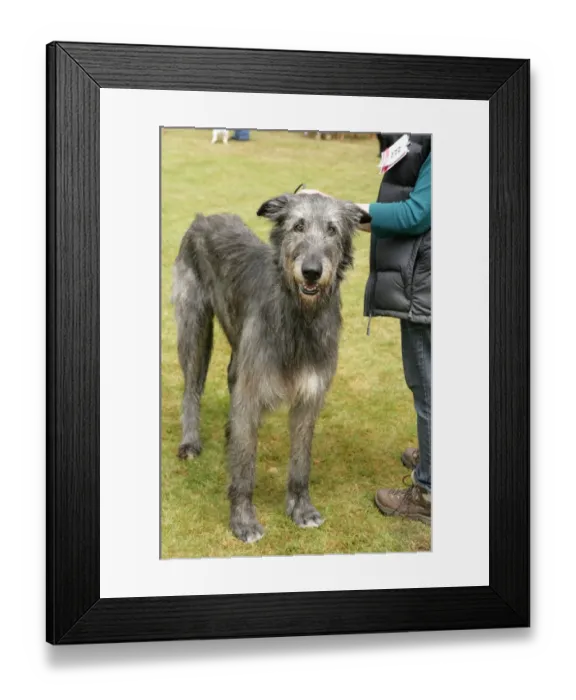 Framed Print : Domestic Dog, Irish Wolfhound, adult, standing beside owner at dog show, England, june Framed Print : Domestic Dog, Irish Wolfhound, adult, standing beside owner at dog show, England, june