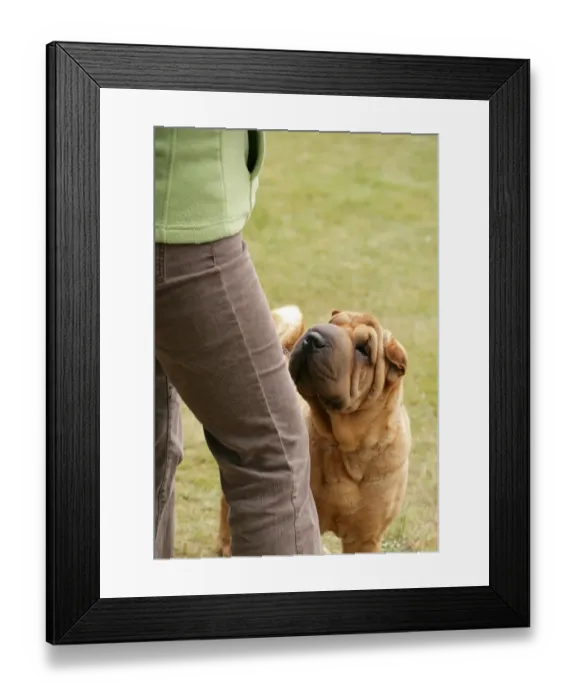 Framed Print : Domestic Dog, Shar Pei, adult, looking up at owner, England, june Framed Print : Domestic Dog, Shar Pei, adult, looking up at owner, England, june