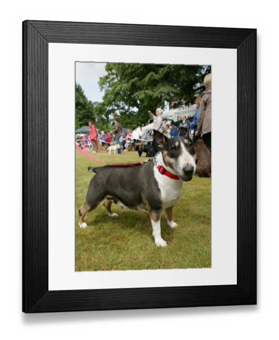 Framed Print : Domestic Dog, Bull Terrier, adult female, standing on grass at dog show, with collar and lead, England, june