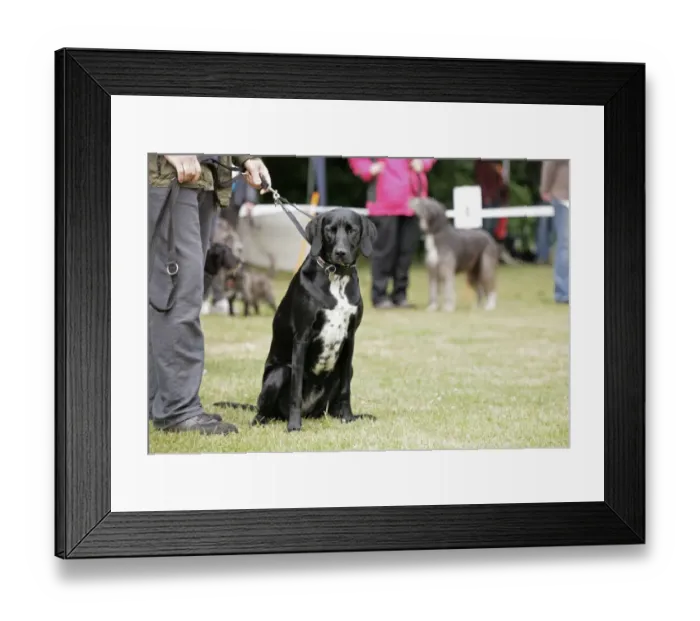 Framed Print : Domestic Dog, mongrel, adult, sitting on grass at dog show, on lead held by owner, England, june Framed Print : Domestic Dog, mongrel, adult, sitting on grass at dog show, on lead held by owner, England, june