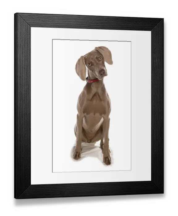 Framed Print : Domestic Dog, Weimaraner, short-haired variety, adult female, with collar, sitting
