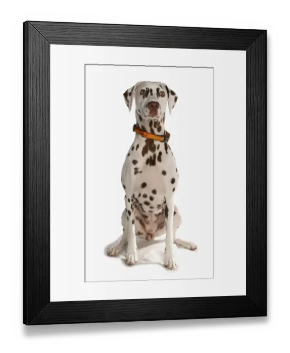 Framed Print : Domestic Dog, Dalmatian, liver and white adult female, with collar, sitting Framed Print : Domestic Dog, Dalmatian, liver and white adult female, with collar, sitting