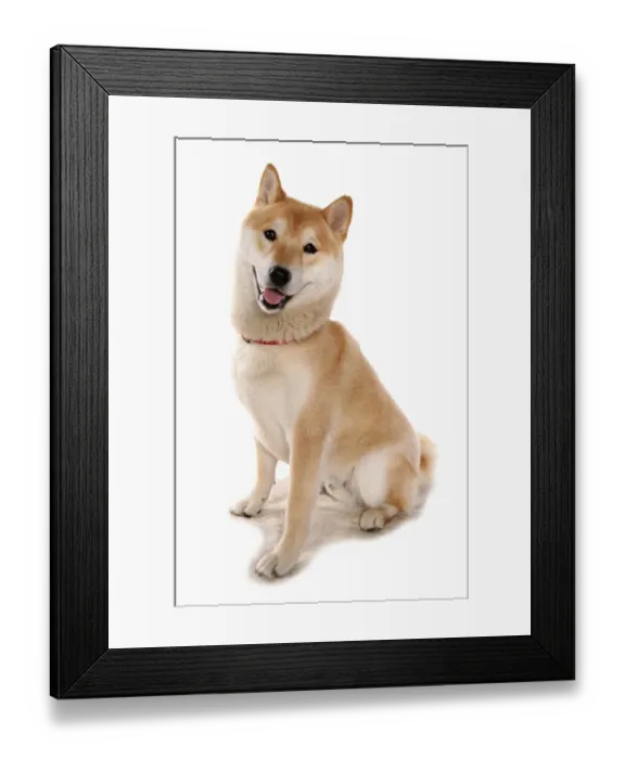 Framed Print : Domestic Dog, Shiba Inu, adult male, with collar, sitting Framed Print : Domestic Dog, Shiba Inu, adult male, with collar, sitting