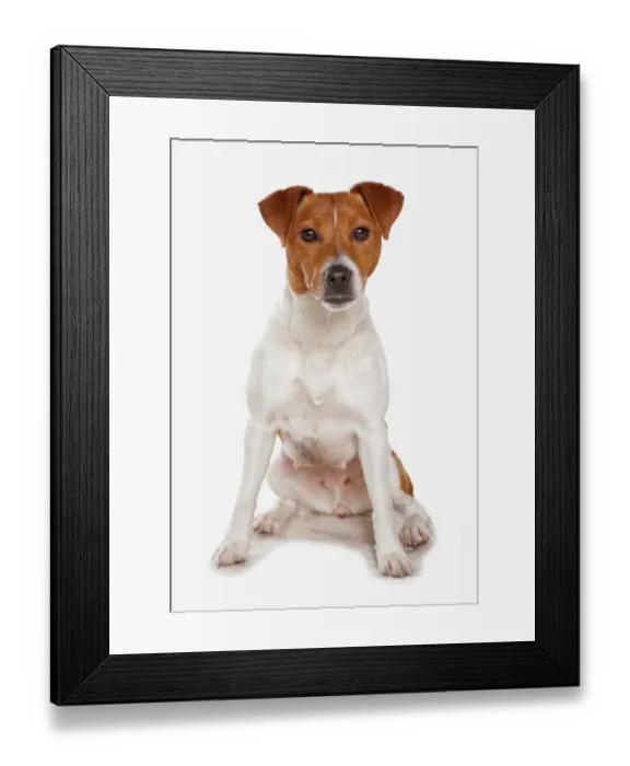 Framed Print : Domestic Dog, Plummer Terrier, adult female, sitting Framed Print : Domestic Dog, Plummer Terrier, adult female, sitting