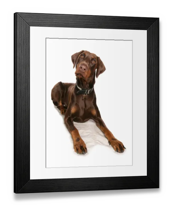 Framed Print : Domestic Dog, Dobermann, brown adult male, with collar and tag, laying Framed Print : Domestic Dog, Dobermann, brown adult male, with collar and tag, laying