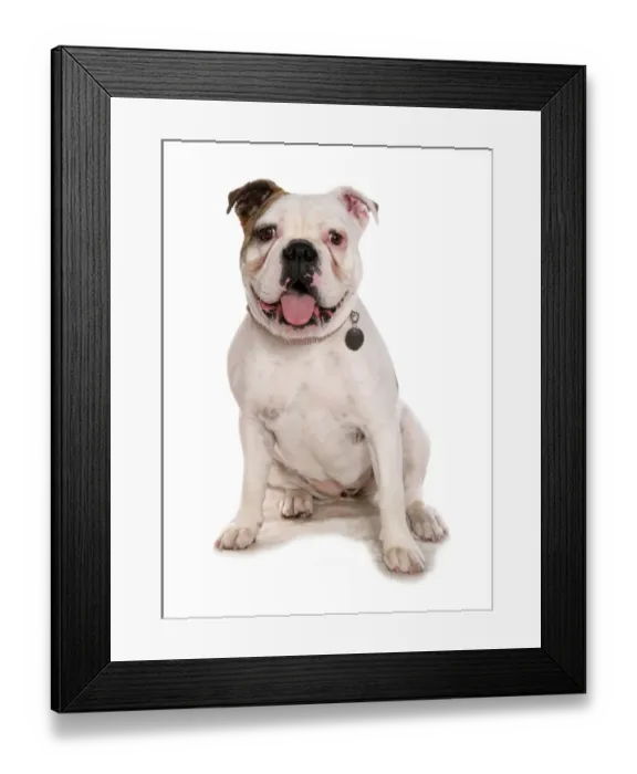 Framed Print : Domestic Dog, Old Tyme Bulldog, adult male, with collar and tag, sitting Framed Print : Domestic Dog, Old Tyme Bulldog, adult male, with collar and tag, sitting