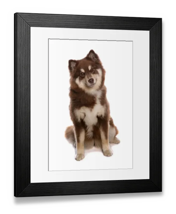 Framed Print : Domestic Dog, Finnish Lapphund, adult, sitting Framed Print : Domestic Dog, Finnish Lapphund, adult, sitting
