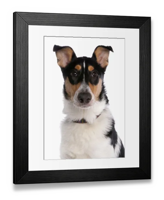 Framed Print : Domestic Dog, Smooth Collie, adult, with collar, close-up of head