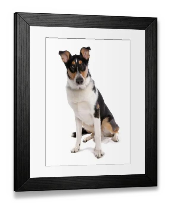Framed Print : Domestic Dog, Smooth Collie, adult, sitting Framed Print : Domestic Dog, Smooth Collie, adult, sitting