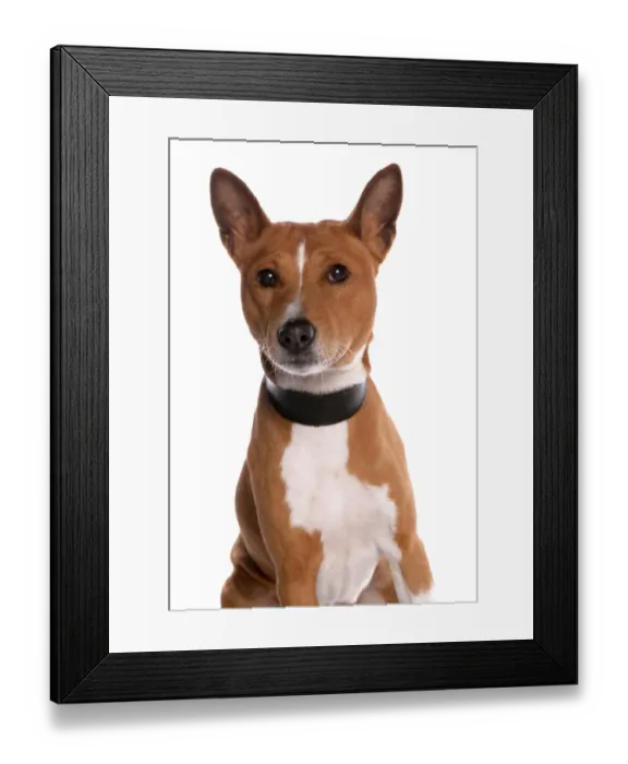 Framed Print : Domestic Dog, Basenji, adult male, with collar, close-up of head Framed Print : Domestic Dog, Basenji, adult male, with collar, close-up of head
