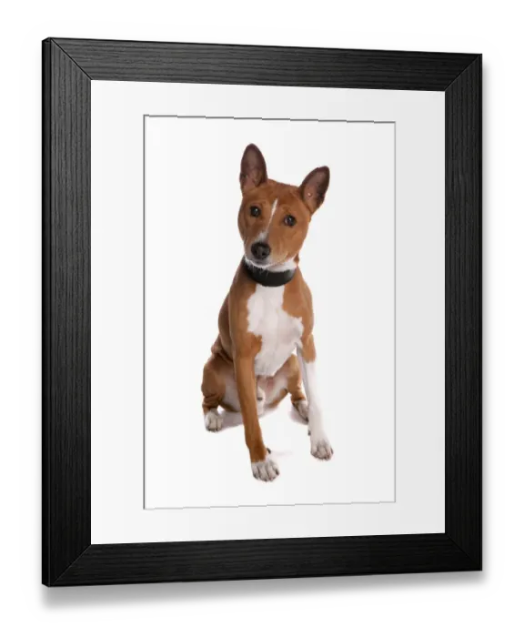 Framed Print : Domestic Dog, Basenji, adult male, with collar, sitting Framed Print : Domestic Dog, Basenji, adult male, with collar, sitting