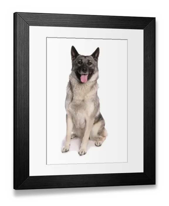 Framed Print : Domestic Dog, Norwegian Elkhound, adult, sitting Framed Print : Domestic Dog, Norwegian Elkhound, adult, sitting