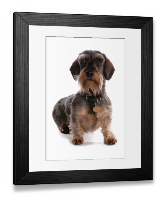 Framed Print : Domestic Dog, Grande Basset Griffon Vendeen, adult male, with collar and tag, sitting Framed Print : Domestic Dog, Grande Basset Griffon Vendeen, adult male, with collar and tag, sitting
