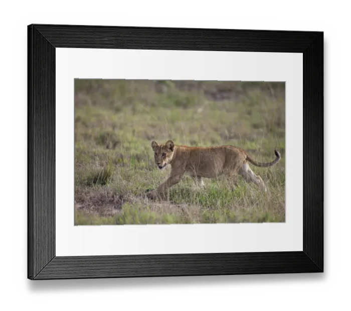 Framed Print : Lion (Panthera leo) cub, walking in savannah, Queen Elizabeth N. P. Uganda Framed Print : Lion (Panthera leo) cub, walking in savannah, Queen Elizabeth N. P. Uganda