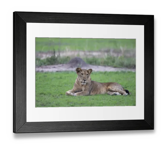 Framed Print : Lion (Panthera leo) adult female, resting on grass, Queen Elizabeth N. P. Uganda