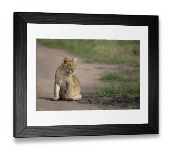 Framed Print : Lion (Panthera leo) cub, sitting beside puddle, Queen Elizabeth N. P. Uganda Framed Print : Lion (Panthera leo) cub, sitting beside puddle, Queen Elizabeth N. P. Uganda