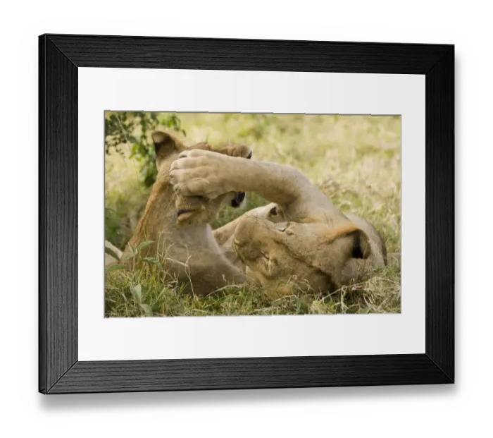 Framed Print : Lion (Panthera leo) two juveniles, playfighting, Masai Mara National Reserve, Kenya Framed Print : Lion (Panthera leo) two juveniles, playfighting, Masai Mara National Reserve, Kenya