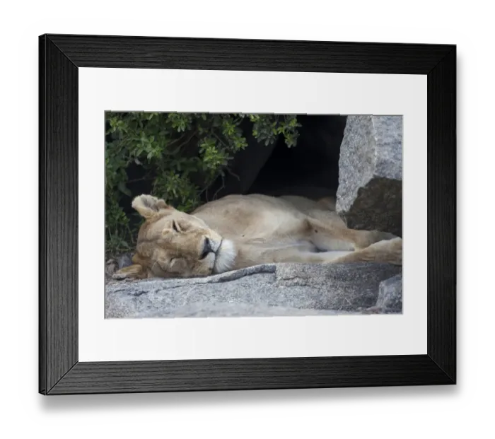 Framed Print : Lion (Panthera leo) adult female, sleeping on rock, Serengeti N. P. Tanzania, november Framed Print : Lion (Panthera leo) adult female, sleeping on rock, Serengeti N. P. Tanzania, november