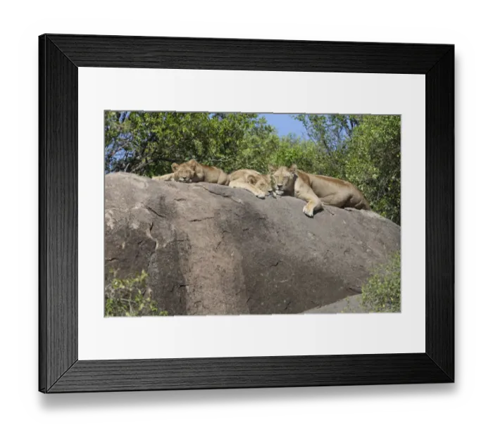 Framed Print : Lion (Panthera leo) adult female with two cubs, sleeping on rock, Serengeti N. P. Tanzania, november Framed Print : Lion (Panthera leo) adult female with two cubs, sleeping on rock, Serengeti N. P. Tanzania, november