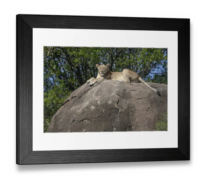 Framed Print : Lion (Panthera leo) adult female, resting on rock, Serengeti N. P. Tanzania, november Framed Print : Lion (Panthera leo) adult female, resting on rock, Serengeti N. P. Tanzania, november