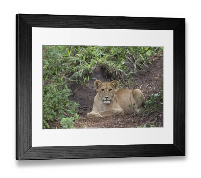 Framed Print : Lion (Panthera leo) cub, resting on ground, Serengeti N. P. Tanzania, november Framed Print : Lion (Panthera leo) cub, resting on ground, Serengeti N. P. Tanzania, november