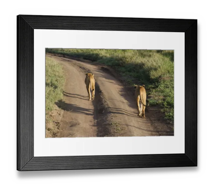 Framed Print : Lion (Panthera leo) two adult females, walking along track, Serengeti N. P. Tanzania, november