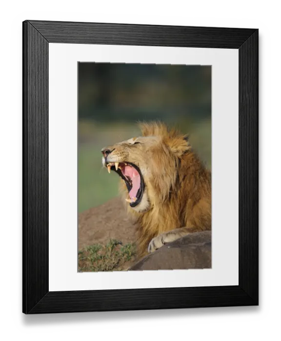 Framed Print : Lion (Panthera leo) adult male, close-up of head, yawning, Masai Mara, Kenya Framed Print : Lion (Panthera leo) adult male, close-up of head, yawning, Masai Mara, Kenya