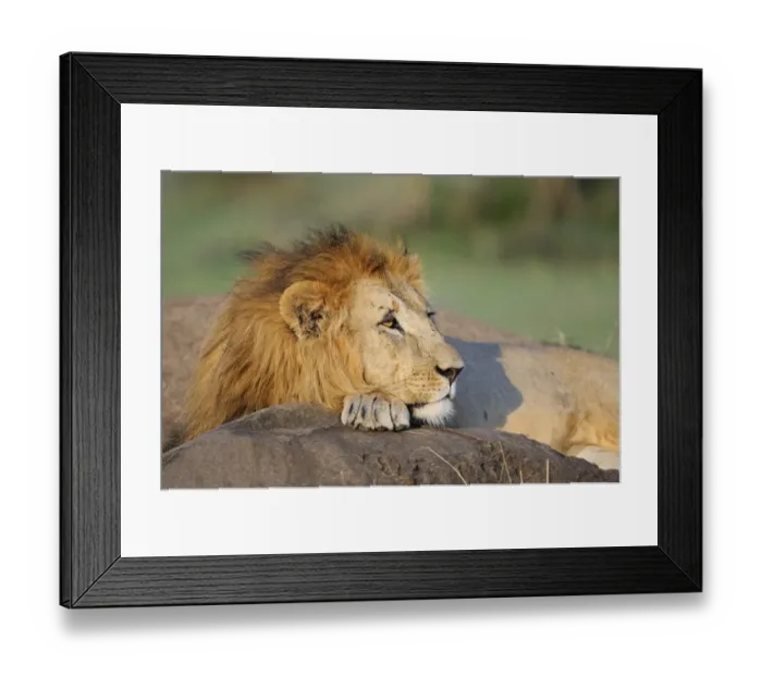 Framed Print : Lion (Panthera leo) adult male, resting with chin on paw, Masai Mara, Kenya