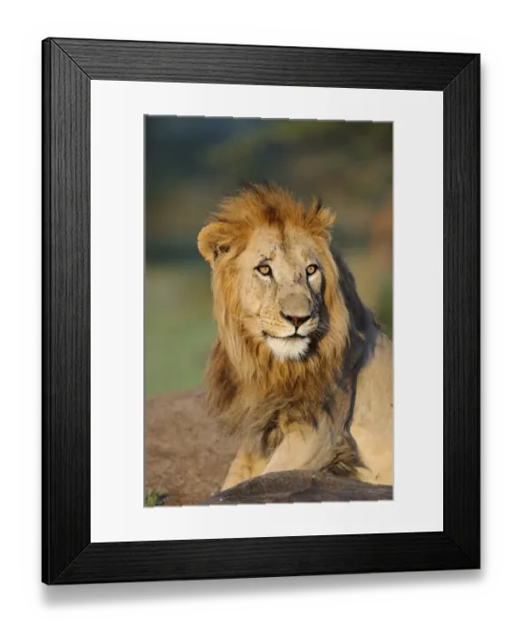 Framed Print : Lion (Panthera leo) adult male, alert, close-up of head, Masai Mara, Kenya
