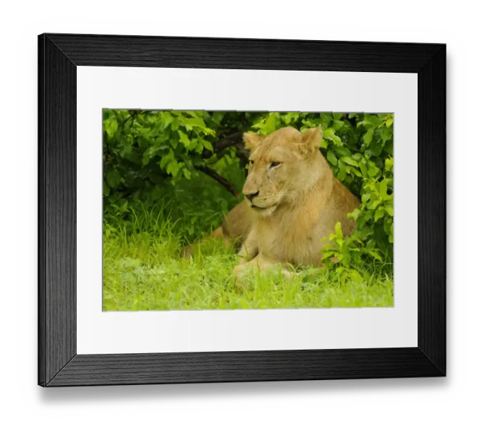 Framed Print : Lion (Panthera leo) immature male, resting under bush, Ruaha N. P. Tanzania