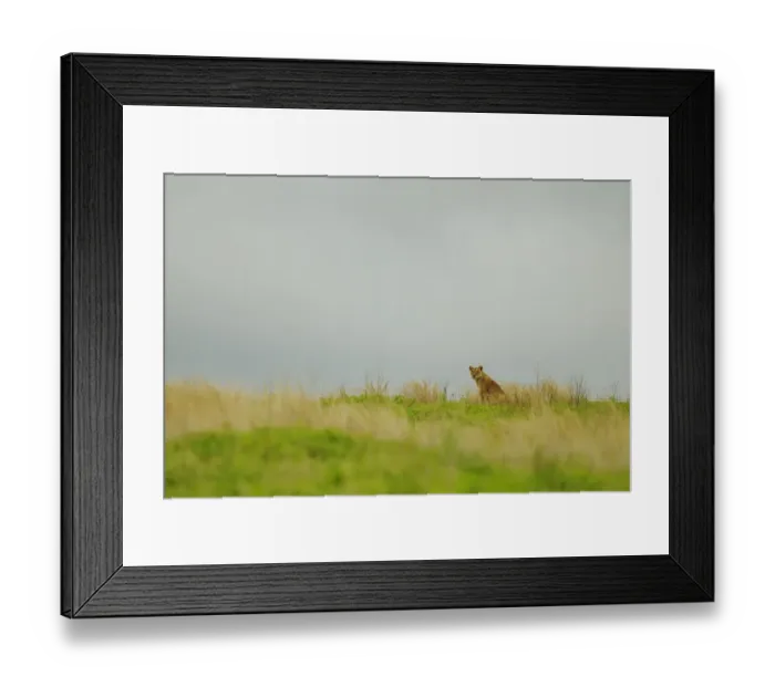 Framed Print : Lion (Panthera leo) adult female, sitting in habitat, Ruaha N. P. Tanzania
