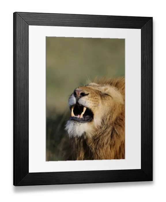 Framed Print : Lion (Panthera leo) adult male, close-up of head, in flehmen, Masai Mara, Kenya Framed Print : Lion (Panthera leo) adult male, close-up of head, in flehmen, Masai Mara, Kenya