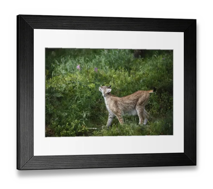 Framed Print : Eurasian Lynx (Lynx lynx) adult, sniffing grass in forest, Finland, july Framed Print : Eurasian Lynx (Lynx lynx) adult, sniffing grass in forest, Finland, july