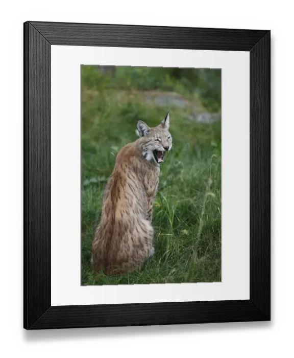 Framed Print : Eurasian Lynx (Lynx lynx) adult, yawning, sitting on grass, Finland, july Framed Print : Eurasian Lynx (Lynx lynx) adult, yawning, sitting on grass, Finland, july