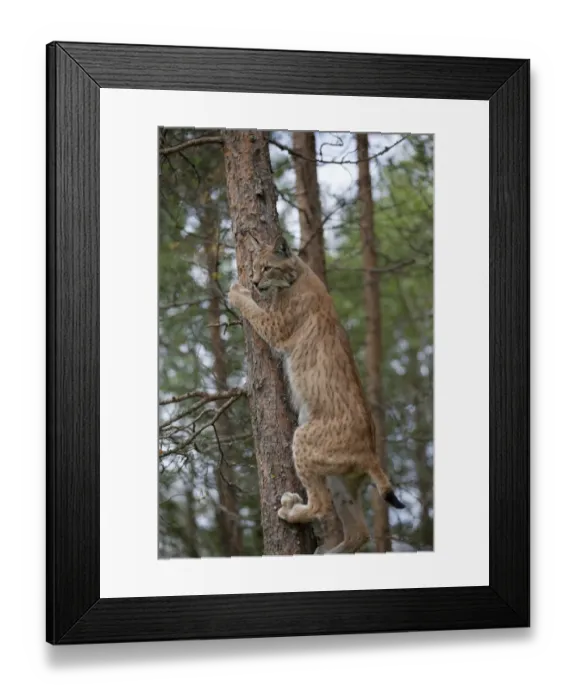 Framed Print : Eurasian Lynx (Lynx lynx) adult, climbing tree in coniferous forest, Finland, july Framed Print : Eurasian Lynx (Lynx lynx) adult, climbing tree in coniferous forest, Finland, july