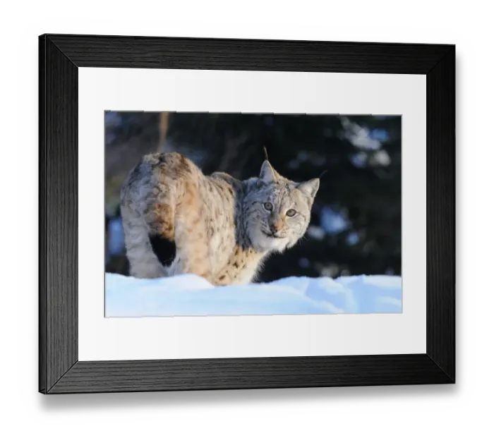 Framed Print : Eurasian Lynx (Lynx lynx) adult, standing in snow, Norway, february (captive) Framed Print : Eurasian Lynx (Lynx lynx) adult, standing in snow, Norway, february (captive)