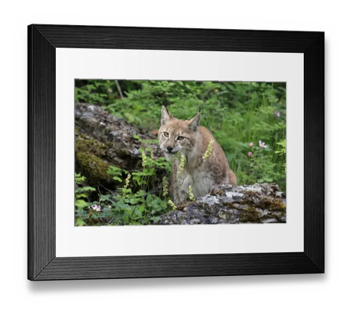 Framed Print : Eurasian Lynx (Lynx lynx) adult female, chewing flowerheads, june (captive) Framed Print : Eurasian Lynx (Lynx lynx) adult female, chewing flowerheads, june (captive)