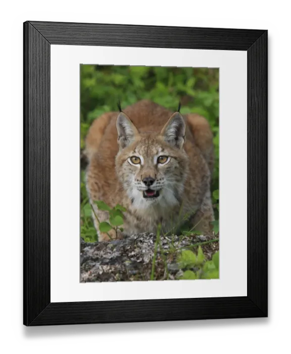 Framed Print : Eurasian Lynx (Lynx lynx) adult female, crouched, june (captive)