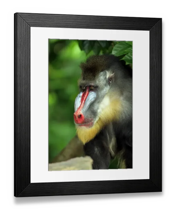 Framed Print : Mandrill (Mandrillus sphinx) adult male, close-up of head (captive) Framed Print : Mandrill (Mandrillus sphinx) adult male, close-up of head (captive)